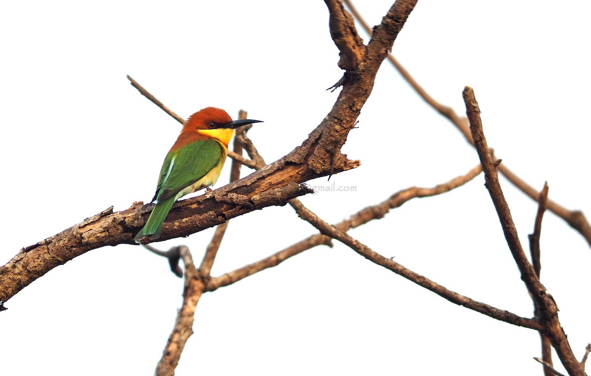 Chestnut-headed Bee-eater - ML80367711