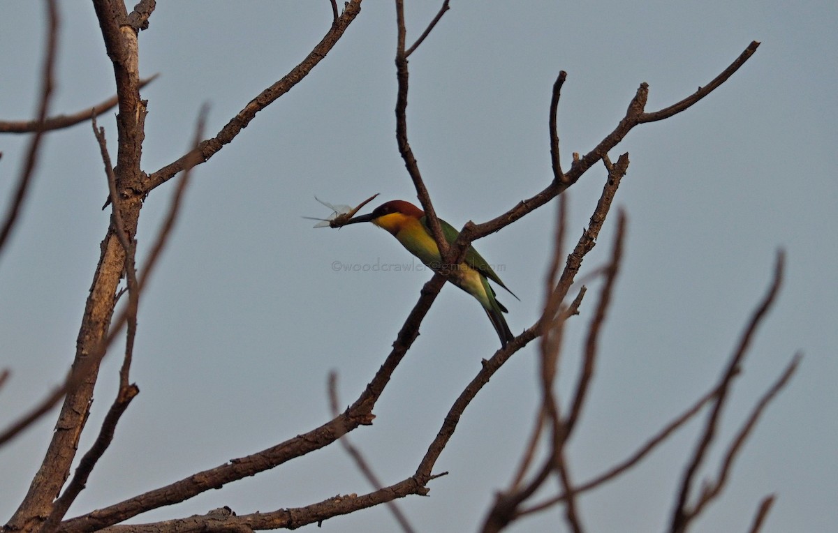 Chestnut-headed Bee-eater - ML80367751