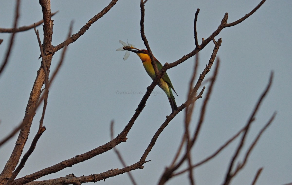 Chestnut-headed Bee-eater - Rajesh Radhakrishnan