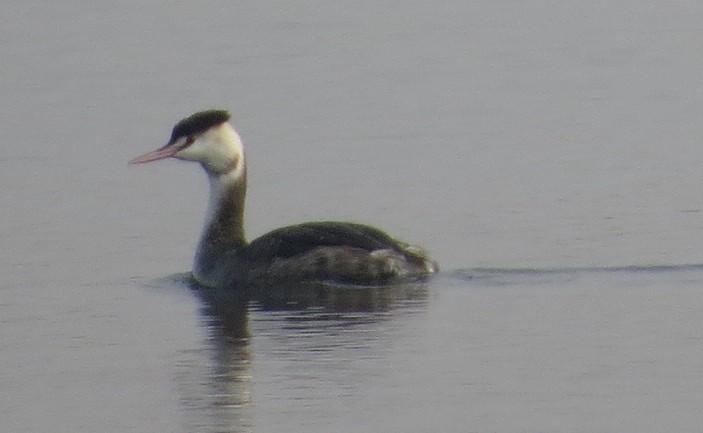 Great Crested Grebe - ML80367931