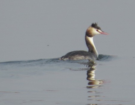 Great Crested Grebe - "Chia" Cory Chiappone ⚡️
