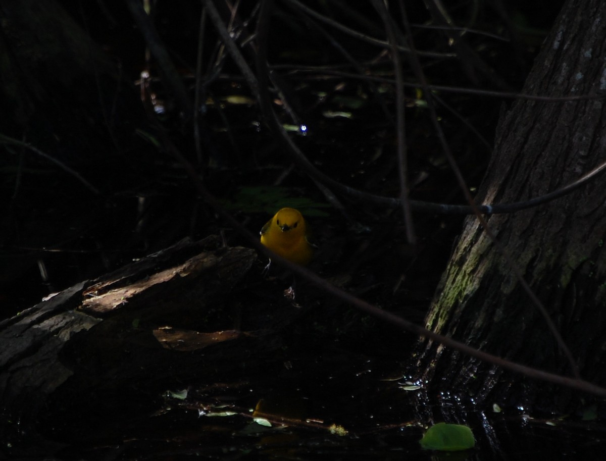 Prothonotary Warbler - ML80368051