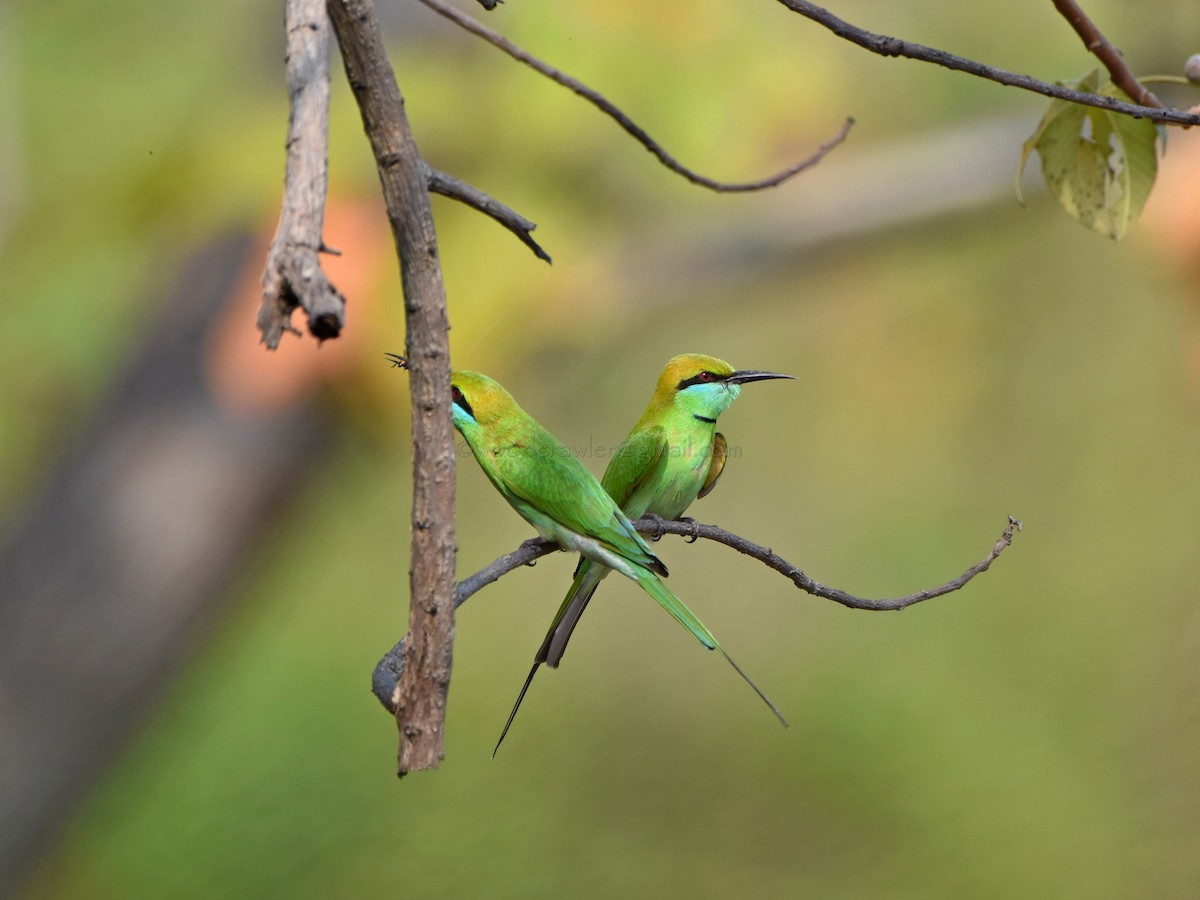 Asian Green Bee-eater - ML80372171