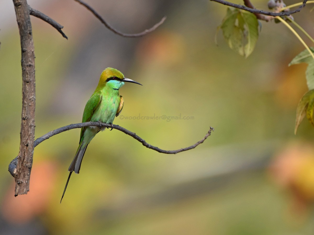 Asian Green Bee-eater - ML80372181