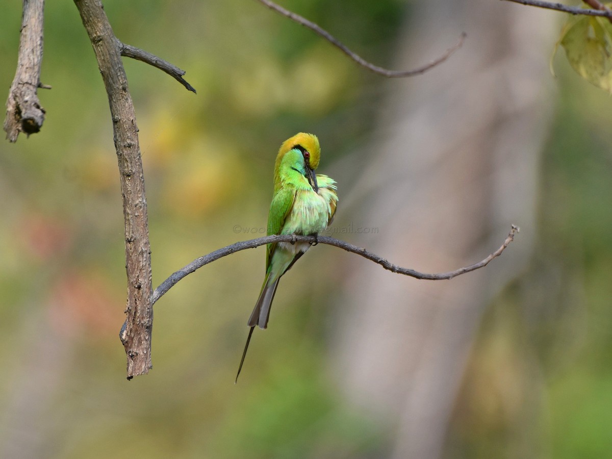 Asian Green Bee-eater - ML80372191