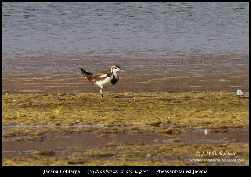 Pheasant-tailed Jacana - ML80373191