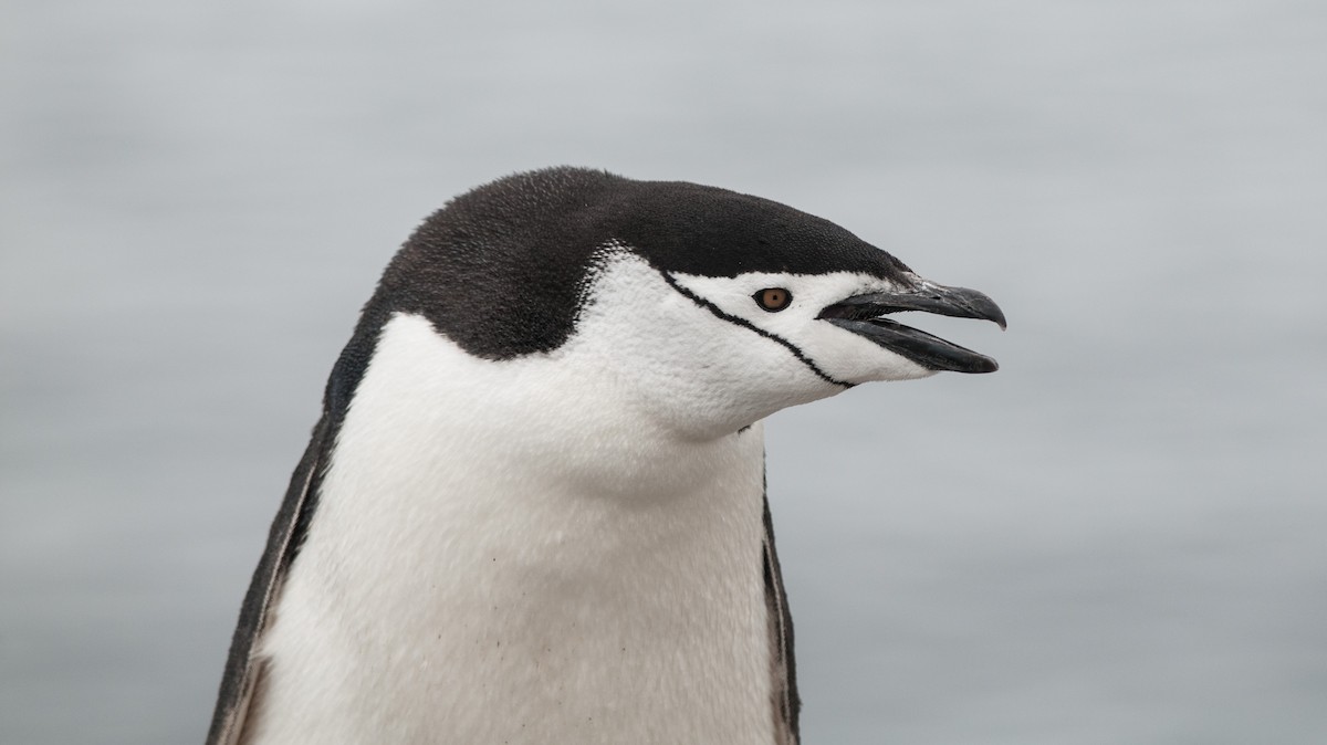 Пінгвін антарктичний - ML80374241