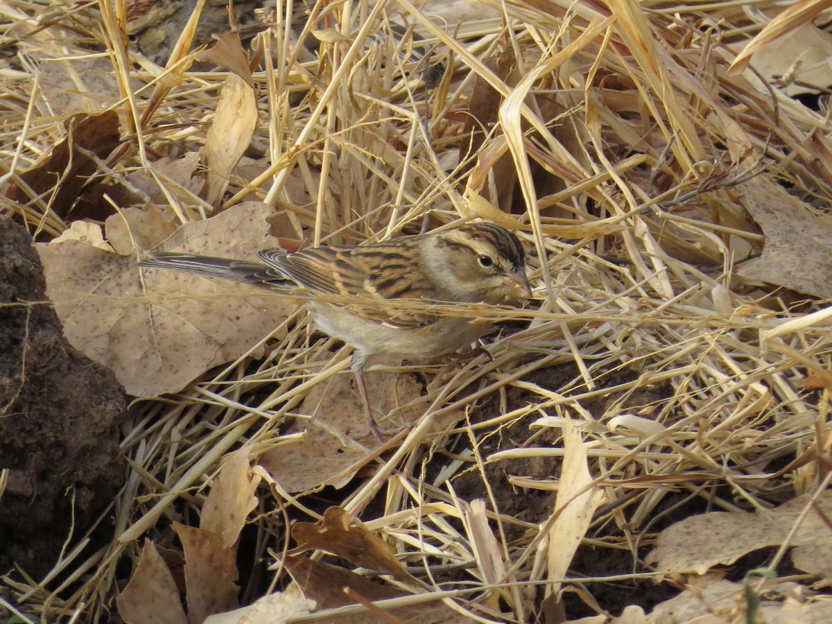 Chipping Sparrow - Sara Griffith