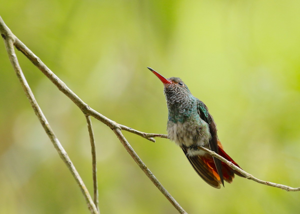 Rufous-tailed Hummingbird - ML80375531
