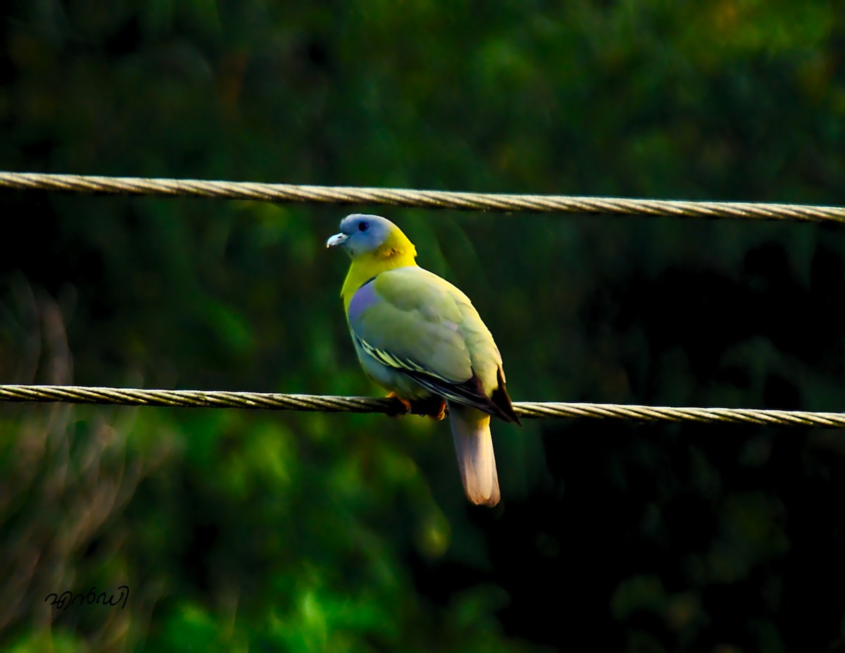 Yellow-footed Green-Pigeon - joseph ND