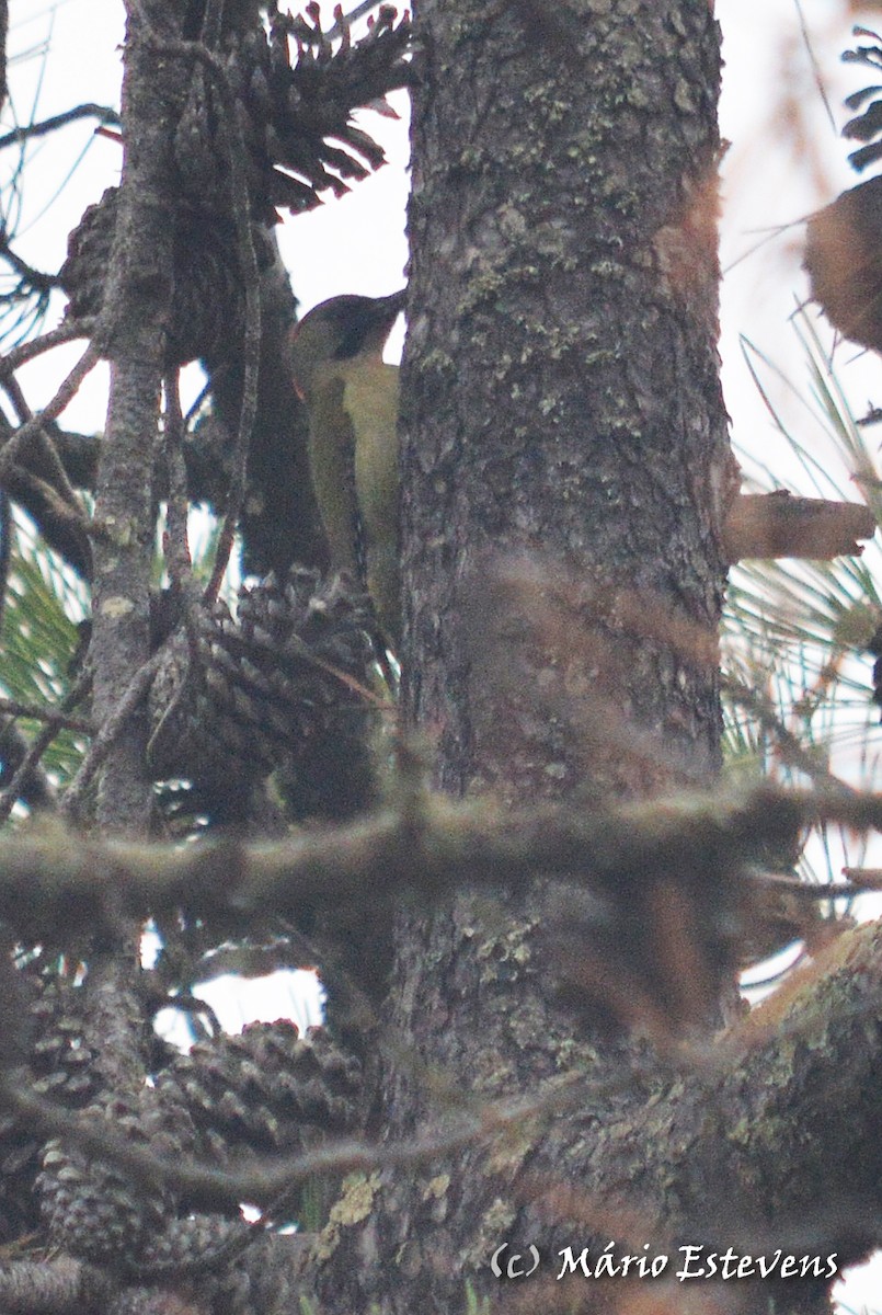 Iberian Green Woodpecker - ML80376101