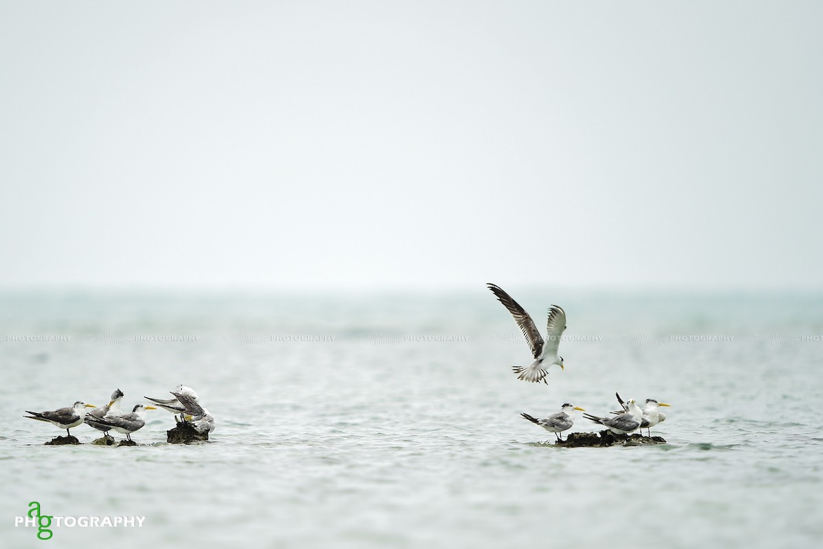 Lesser Crested Tern - Ajith Gamage