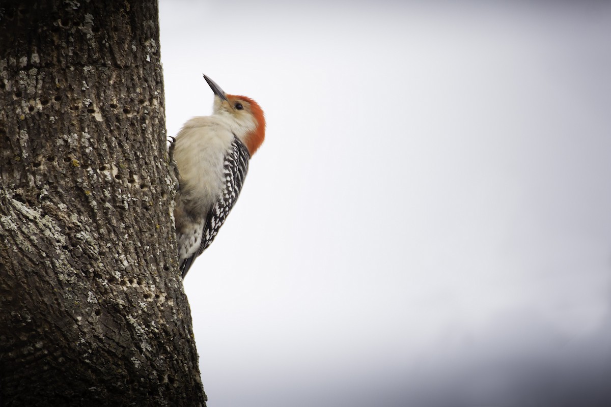 Red-bellied Woodpecker - Jason Price