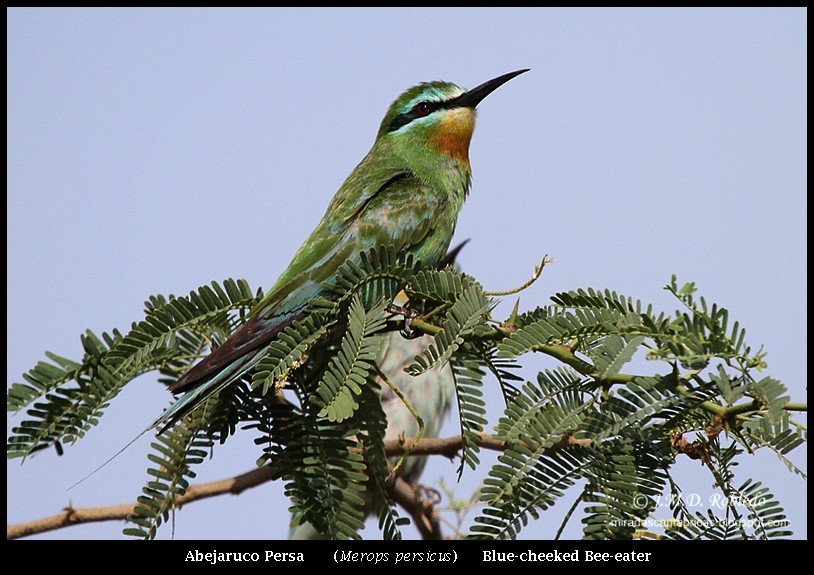 Blue-cheeked Bee-eater - ML80379341