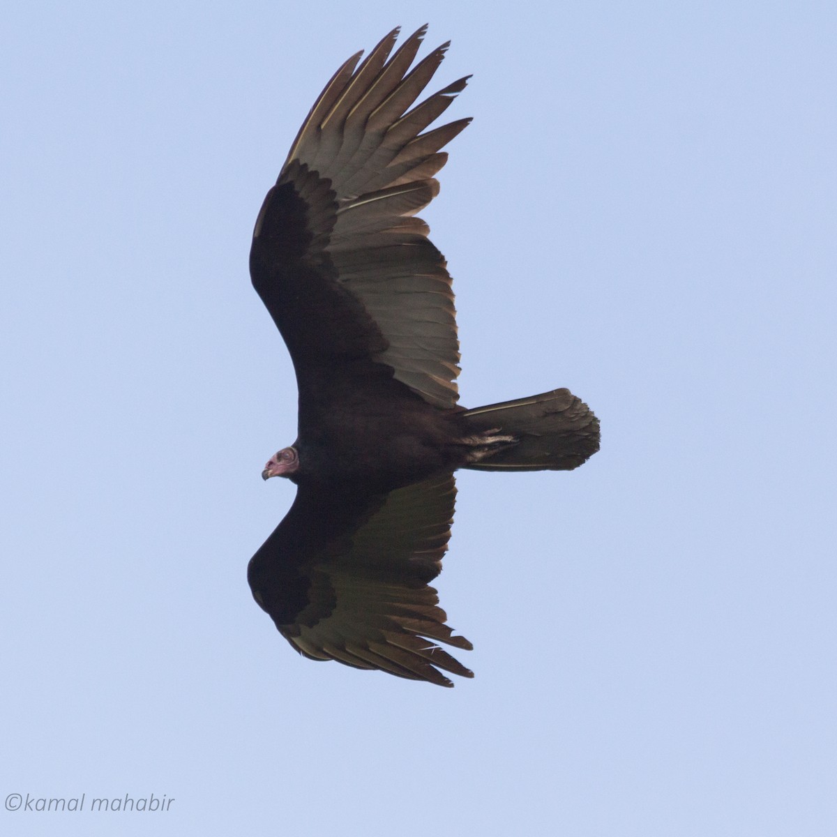 Turkey Vulture - ML80381211