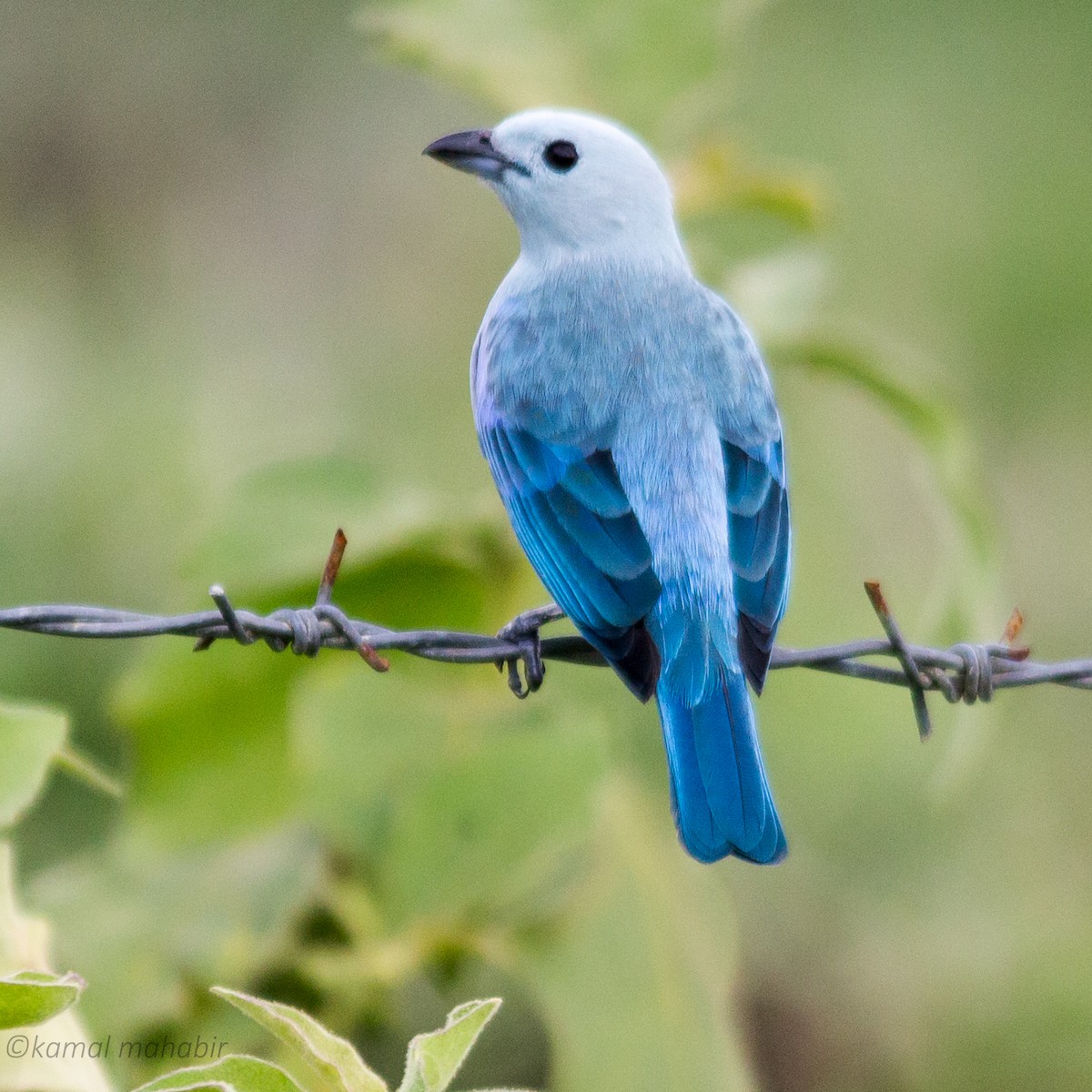 Blue-gray Tanager - ML80381891