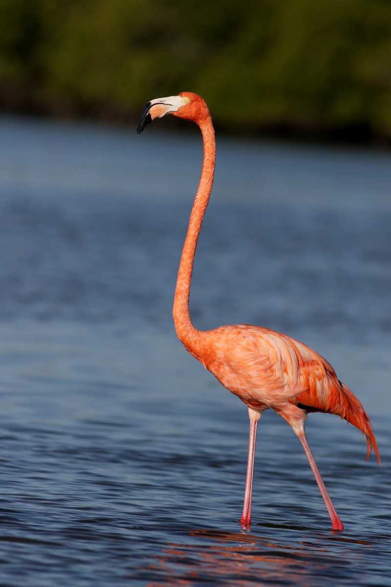 American Flamingo - ML80383031