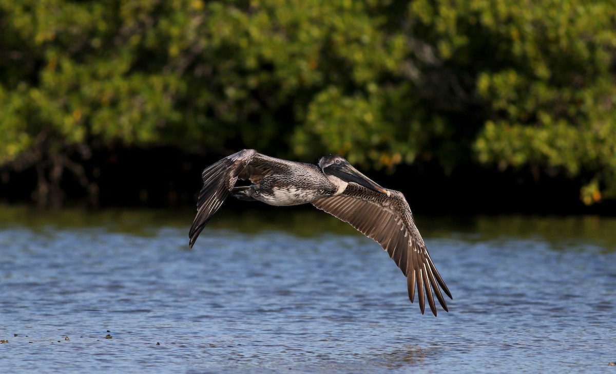 Brown Pelican (Atlantic) - Jay McGowan