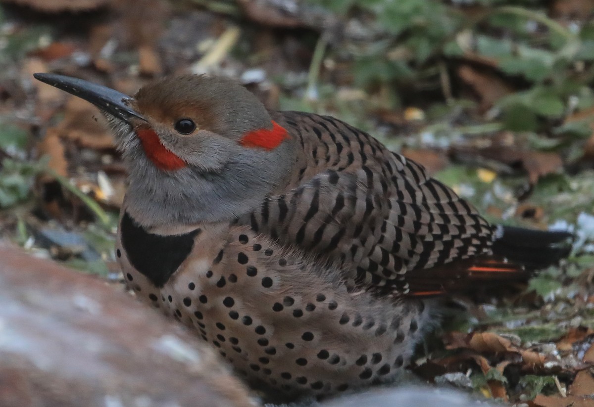 Northern Flicker (Yellow-shafted x Red-shafted) - Denise Turley