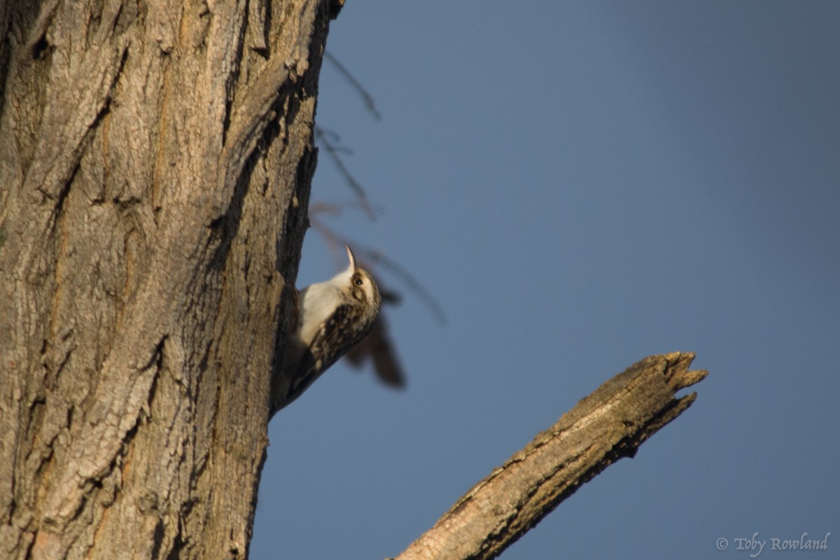 Brown Creeper - Toby Rowland