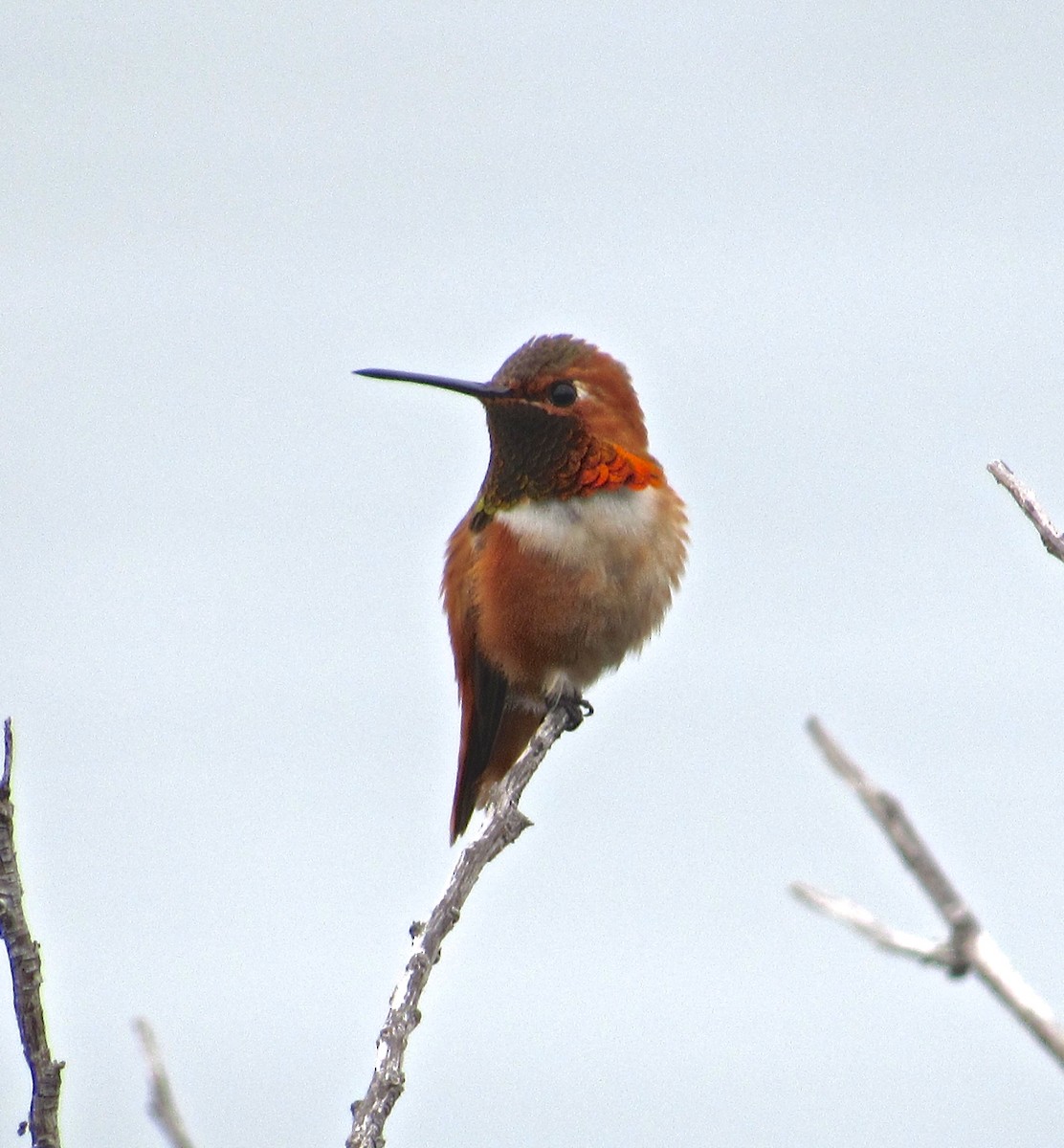 Allen's Hummingbird - Kisa Weeman
