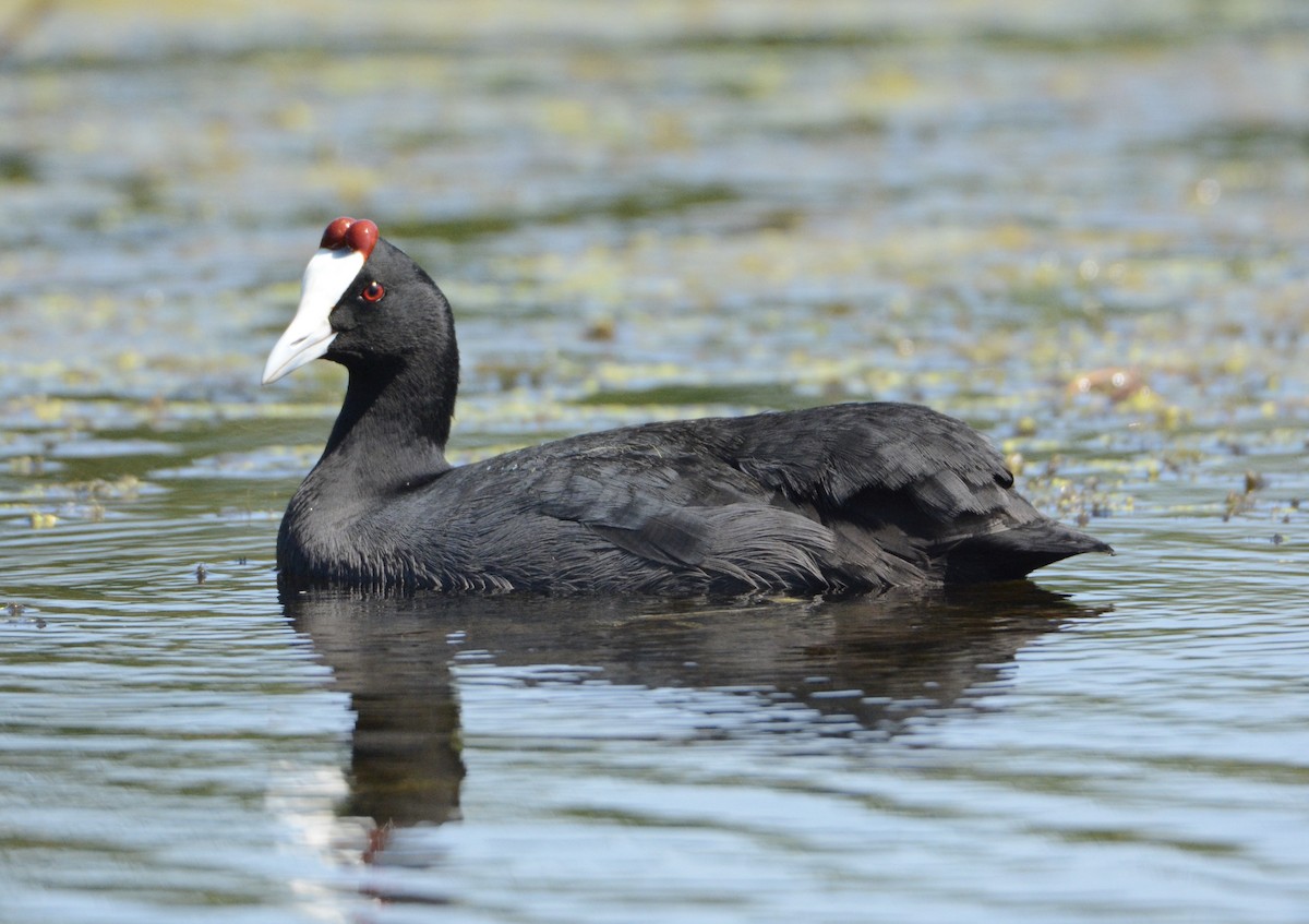 Red-knobbed Coot - ML80384831