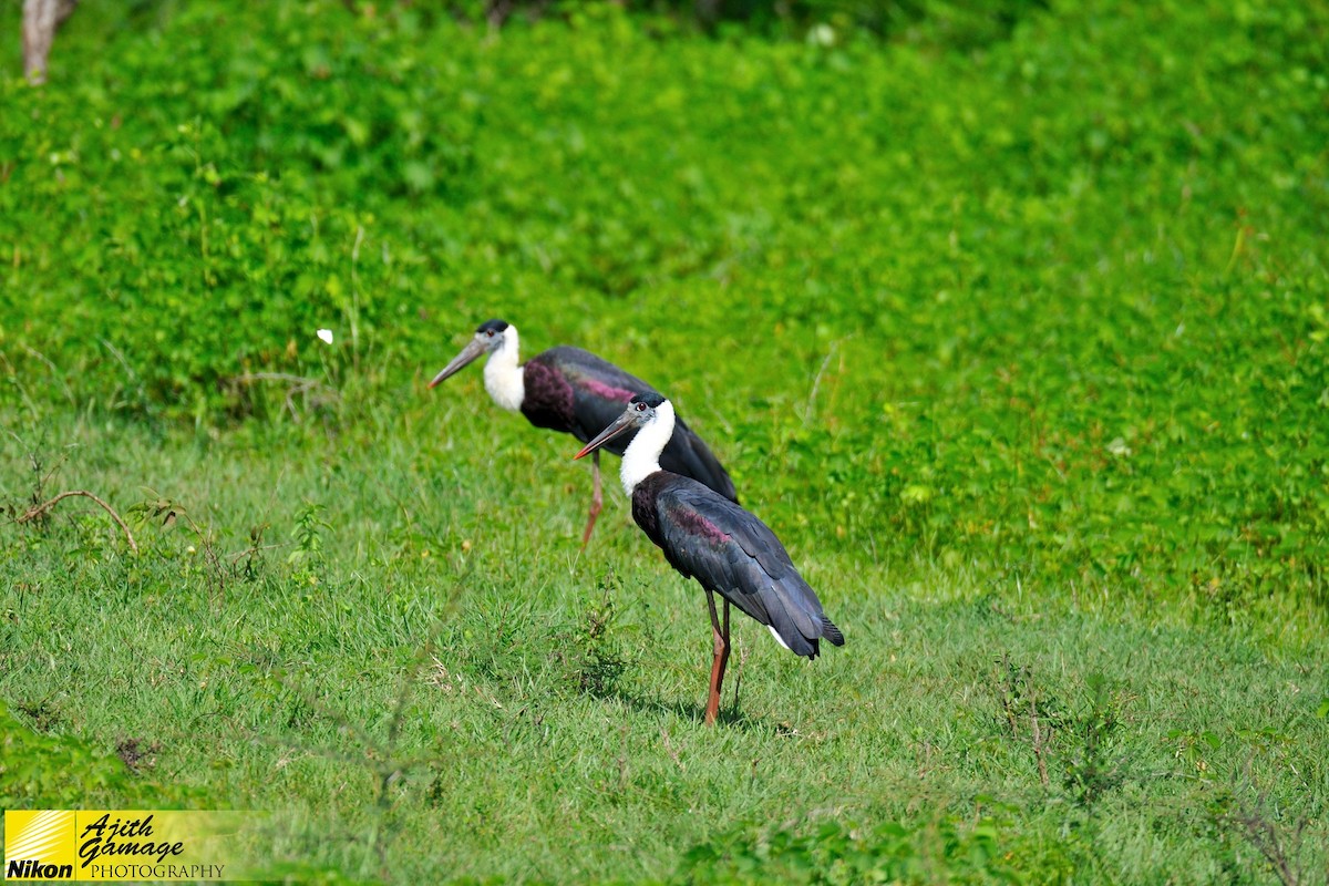 Asian Woolly-necked Stork - ML80385121