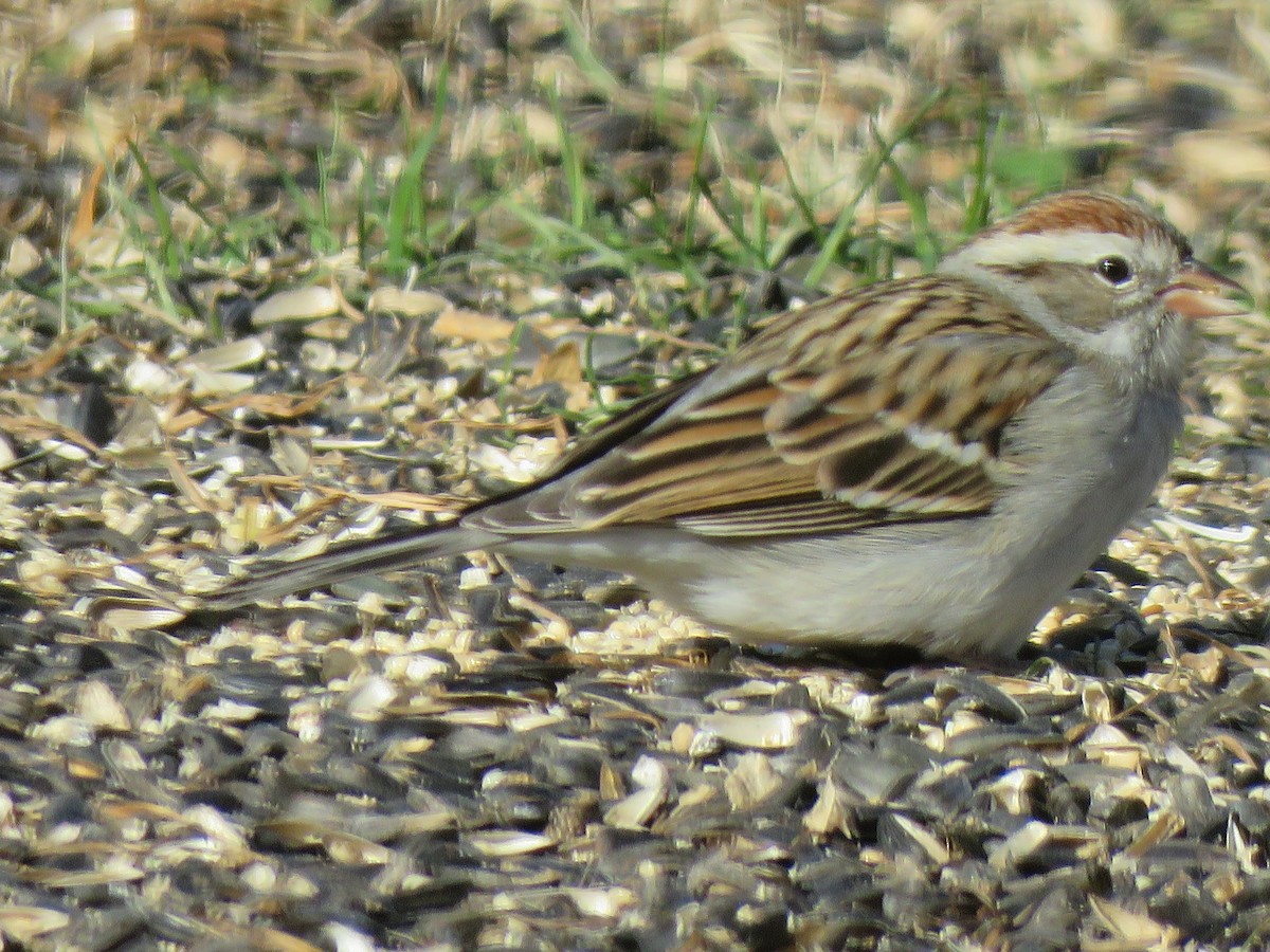 Chipping Sparrow - Judy and Don Self