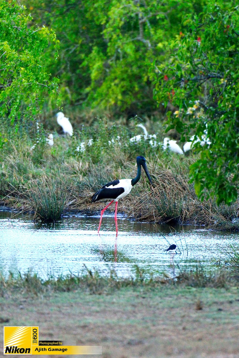 Black-necked Stork - Ajith Gamage
