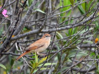Rufous-tailed Scrub-Robin - eBird
