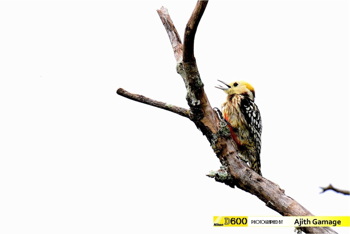 Yellow-crowned Woodpecker - ML80387391