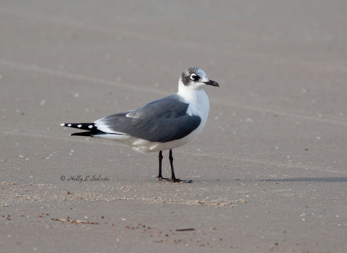 Franklin's Gull - Mark and Holly Salvato