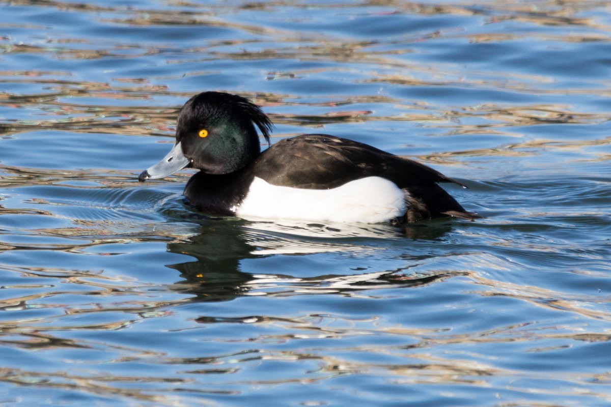 Tufted Duck - ML80388351