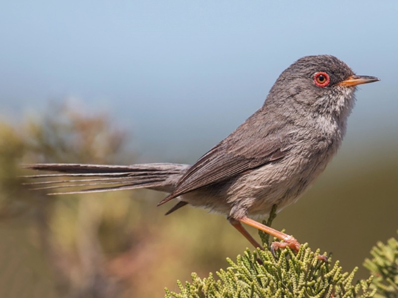 Balearic Warbler - Curruca balearica - Birds of the World