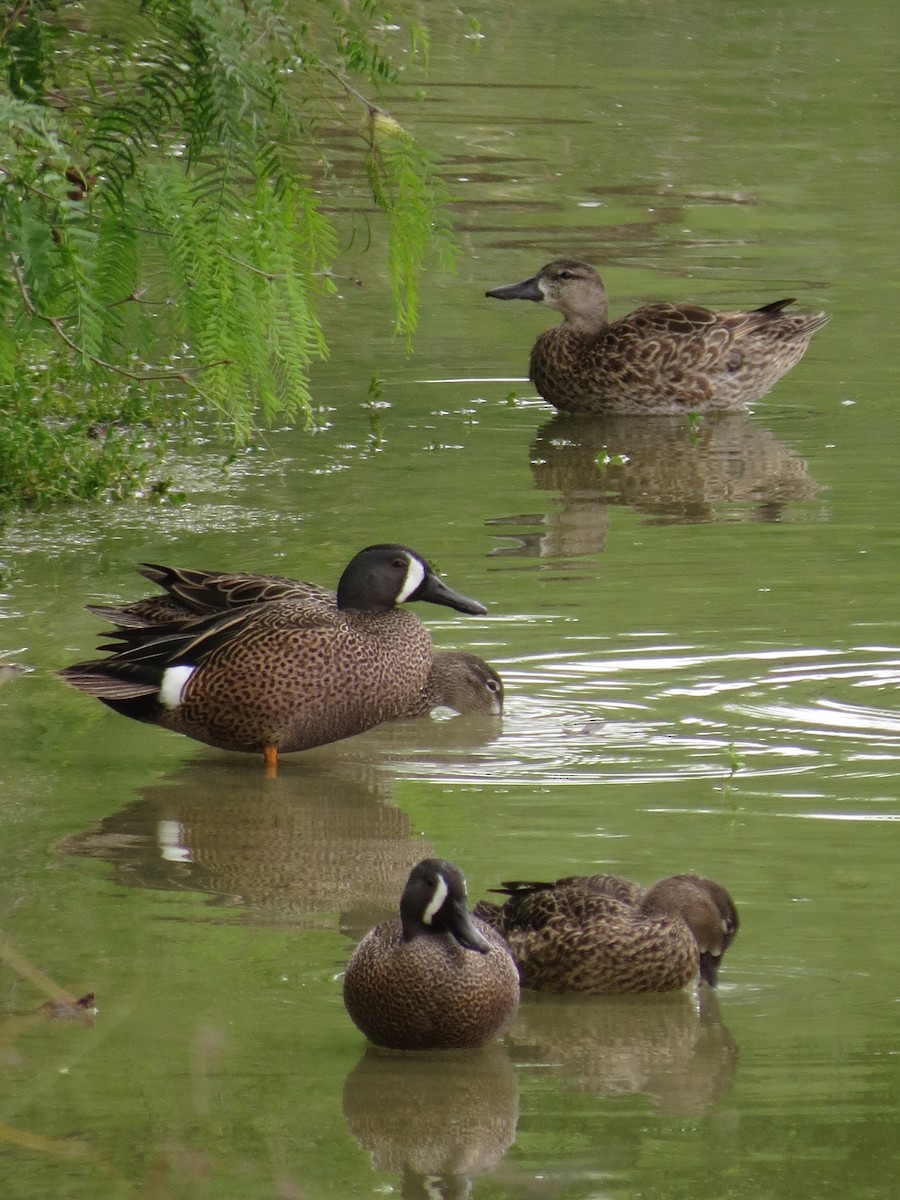 Blue-winged Teal - ML80389021