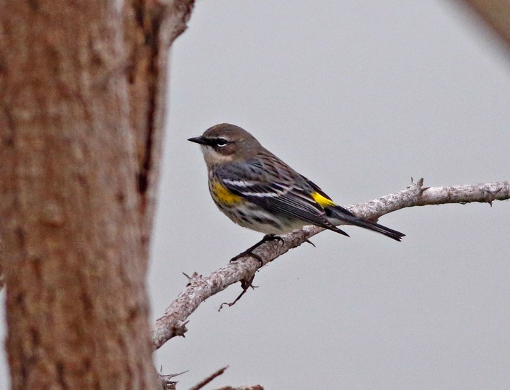 Yellow-rumped Warbler (Myrtle) - Kris Petersen