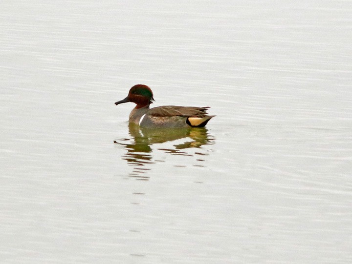 Green-winged Teal - ML80389851