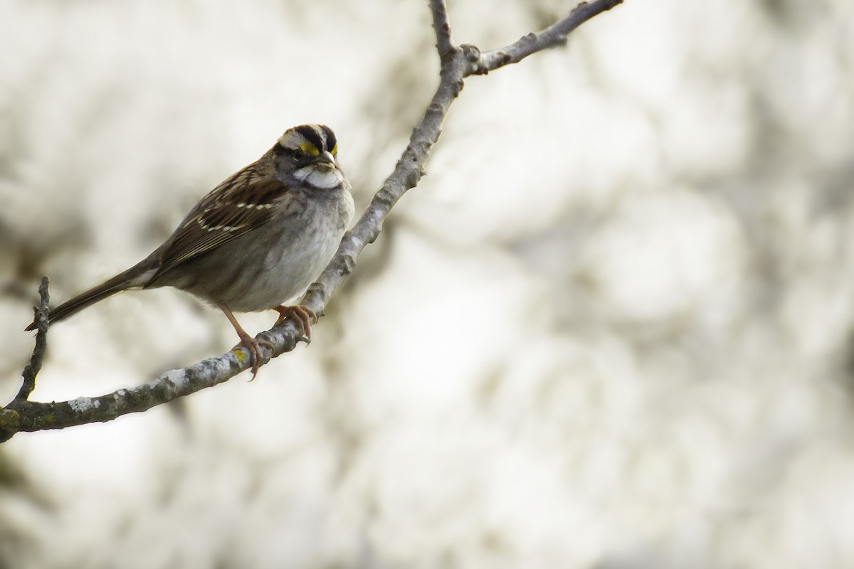 White-throated Sparrow - Jason Price