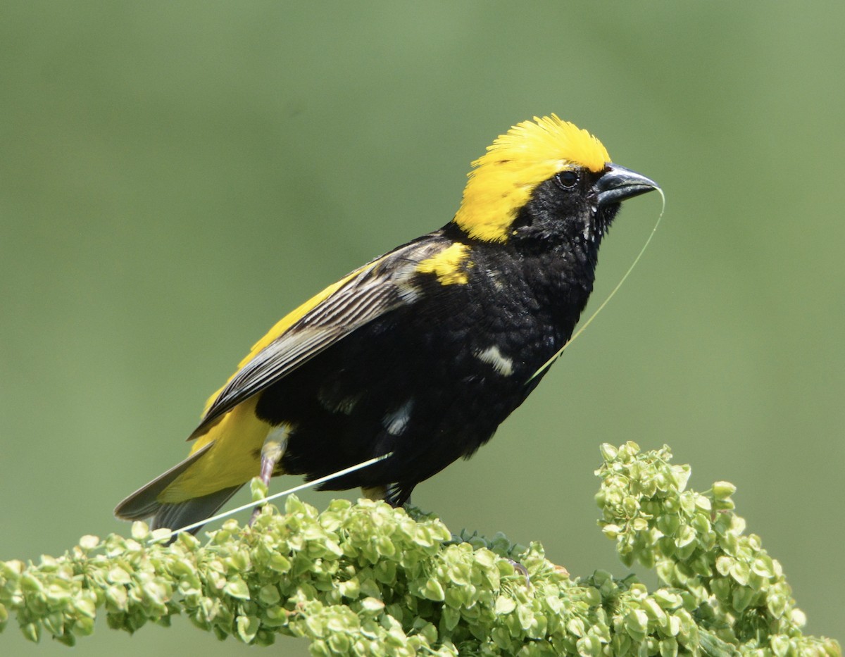 Yellow-crowned Bishop - Taylor Abbott