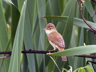 Common Reed Warbler (African) - eBird