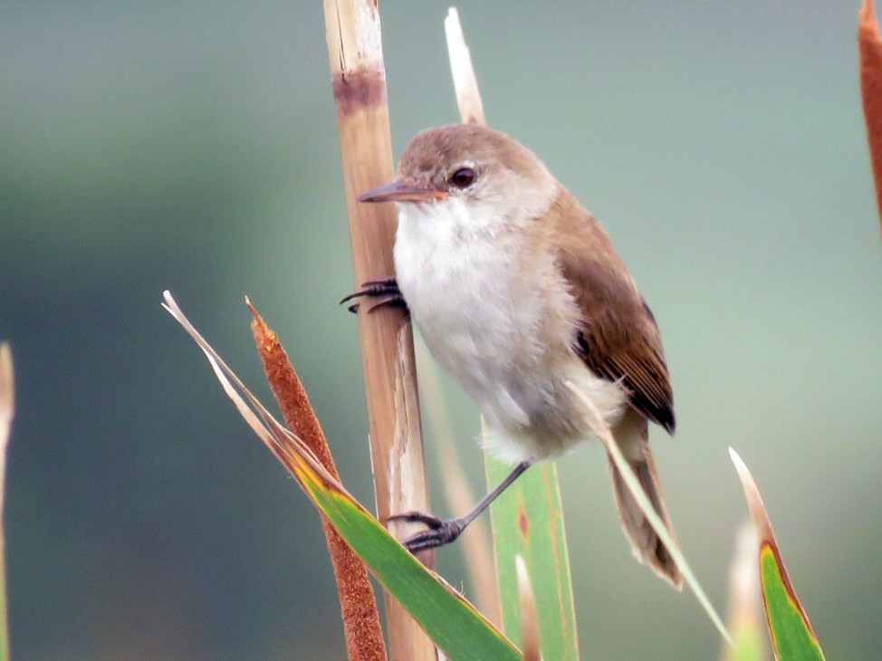 Common Reed Warbler (African) - Brad Arthur