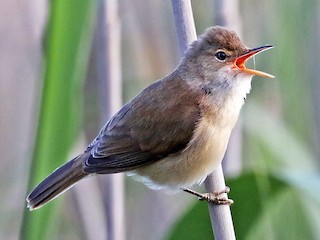  - Common Reed Warbler (African)
