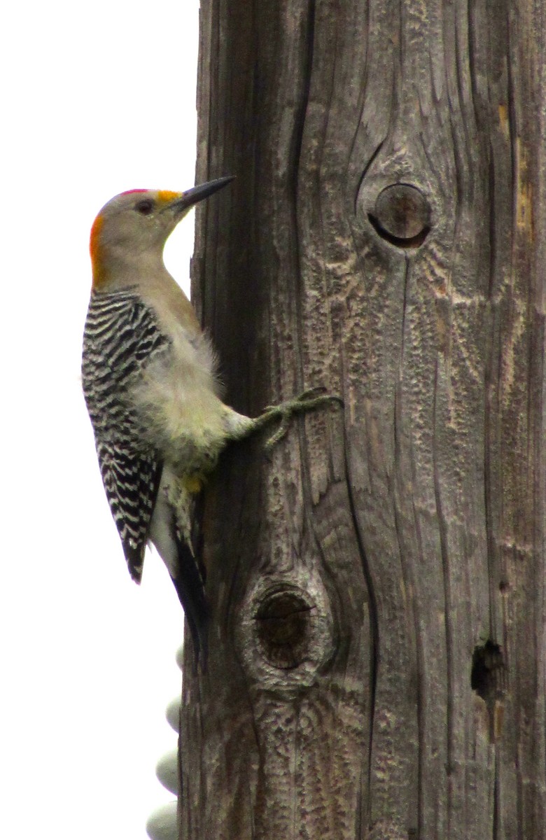 Golden-fronted Woodpecker - Kisa Weeman
