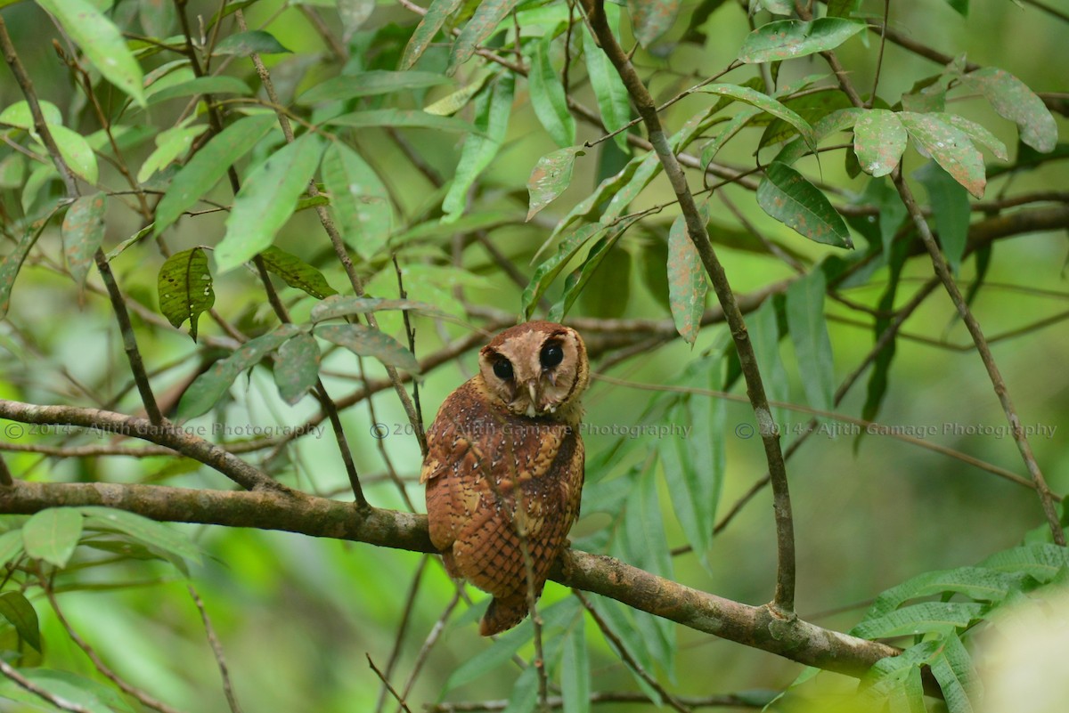 Sri Lanka Bay-Owl - Ajith Gamage