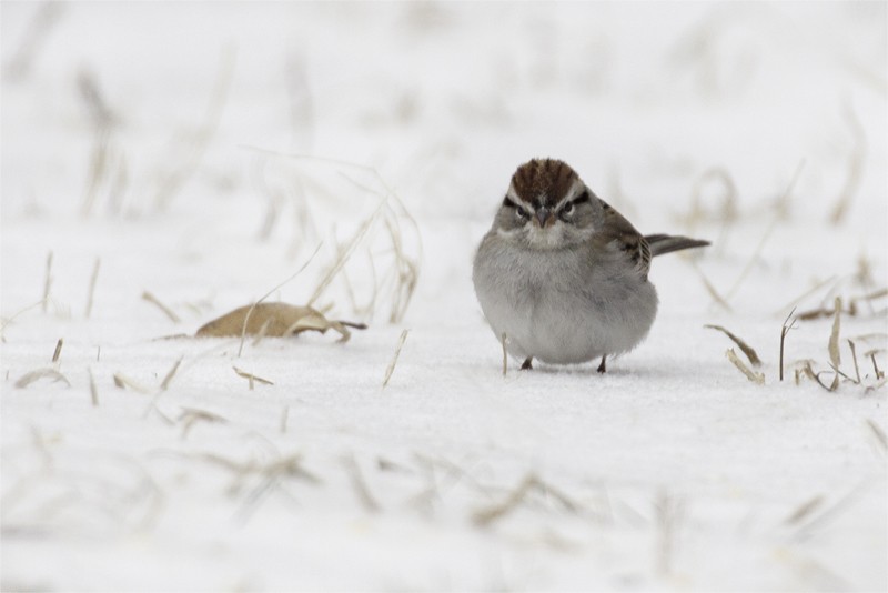 Chipping Sparrow - ML80394321