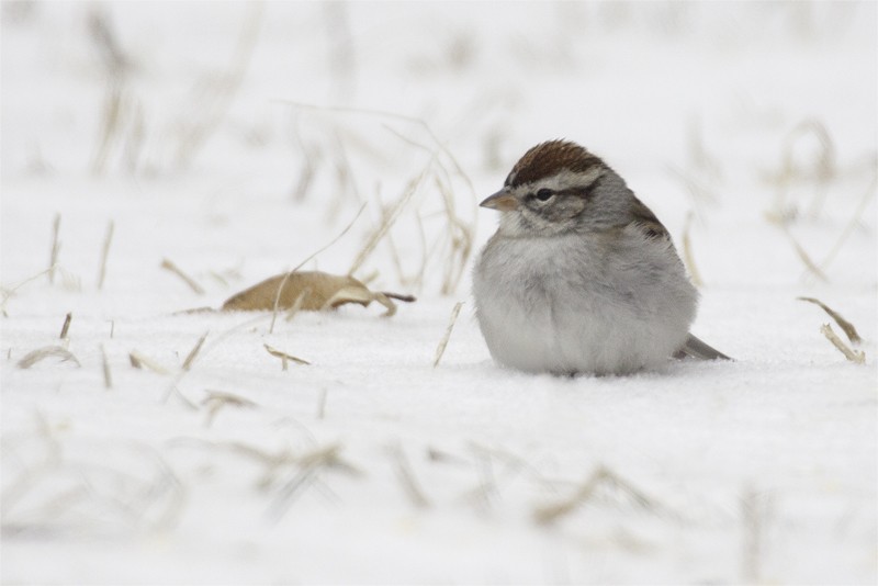 Chipping Sparrow - ML80394331