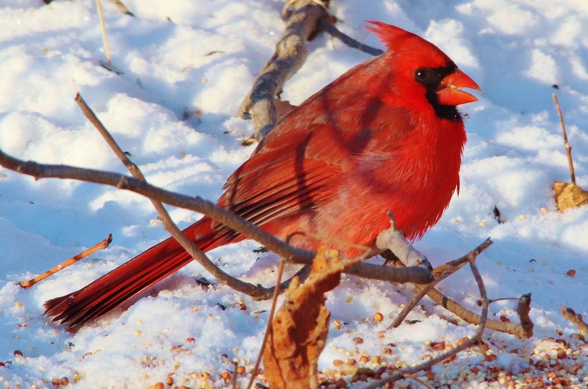 Northern Cardinal - Rick Sammons