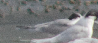 Common Tern (longipennis) - ML80395861