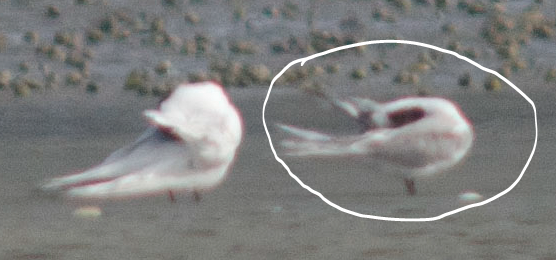 Common Tern (longipennis) - ML80396181