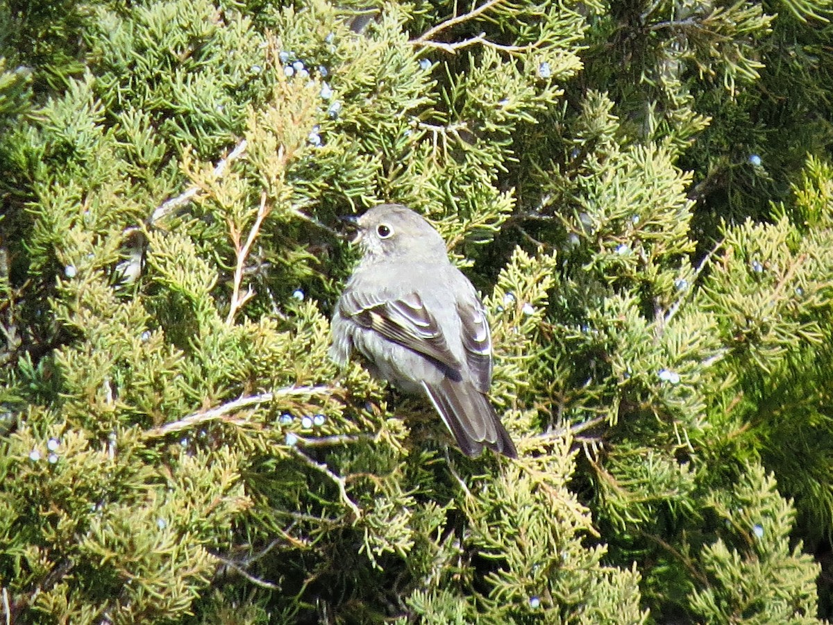 Townsend's Solitaire - ML80396351